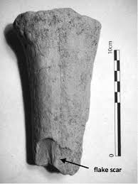 Full article: Making a significant place: excavations at the Late  Mesolithic site of Langley's Lane, Midsomer Norton, Bath and North-East  Somerset