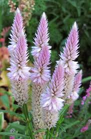 Celosia Unusual Flowers Amazing Flowers Love Flowers
