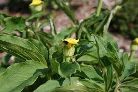 Image result for Arisaema mildbraedii