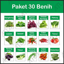 Biasanya kalau bahas aneka sayuran sehat, yang terbesit adalah jenis sayur sayuran daun. Jual Grosir Paket 30 Benih Kebun Hidroponik Biji Bibit Jenis Sayur Sayuran Lengkap Di Lapak Desia Shop Bukalapak