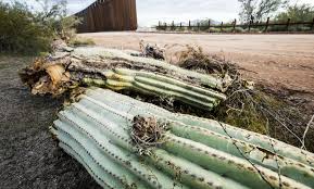 The administration has said it is. It S Illegal To Destroy Saguaro Cactuses So Why Are They Being Removed For Trump S Border Wall Rose Law Group Reporter