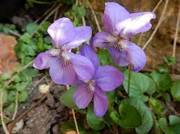 The florida department of state manages our state's elections, corporations, historical and cultural resources and our libraries. 47 Native Plants For Florida Flowers Shrubs And Trees Lawnstarter