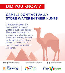 Camels eat a wide variety of plants over expansive home ranges. Camels Don T Actually Store Water In Their Humps Stem Education Curriculum Mapping Stem Project Based Learning