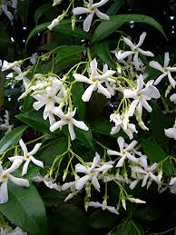 Check spelling or type a new query. Scented Star Jasmine 3litre Deep Pot Superb Birthday Plant Flower Gifts For All Occasions Amazon Co Uk Garden Outdoors