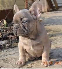 Black And Tan Frenchie Cost Blue Fawn French Bulldog Side View Blue Fawn French Bulldog French Bulldog Blue French Bulldog