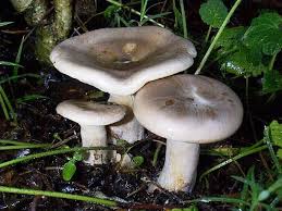 Image result for Clitocybe multiceps