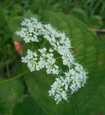 Image result for Pimpinella buchananii