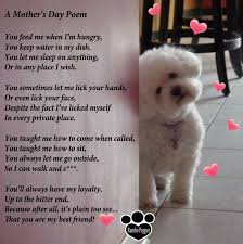 Happy Mother S Day To All The Fluff Mom S Out There Mothers Day Poems Dog Mothers Day Bichon Dog