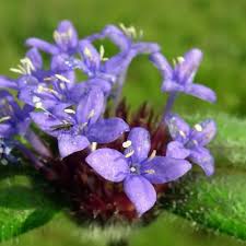 Image result for Ixora brachypoda