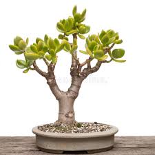 We did not find results for: Money Tree Crassula Ovata As Bonsai Stock Image Image Of Jade Chinese 27738835