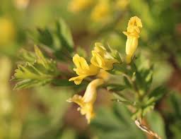 Image result for Corydalis