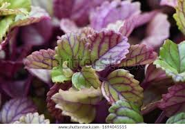 Image result for Plectranthus verticillatus