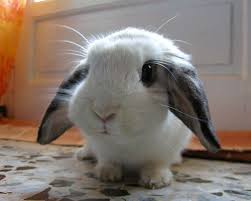 Black And White Holland Lop Oh My Lord D Cute Bunny Pictures Cute Animals Cute Bunny