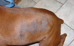 Seasonal Flank Alopecia Vca Animal Hospital