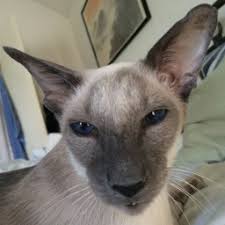 My cat looks nothing like her mommy cat. I am wondering how she got her  looks. Could the daddy cat be a Siamese? : r/Siamesecats