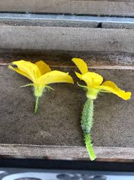 Image result for female flowers cucumber
