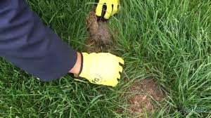 They can live in lawns, garden, and different types of shrubs that meet their environment requirements. Preventing A Bunny Nest Tragedy In Your Yard Birdoculars