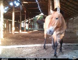 Here you will learn different types of animals to increase your vocabulary about animals and thus enhance your english. Animals At Chernobyl Chernobyl 2019 Is Chernobyl Safe