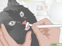 Grinding your teeth can lead to many side effects and complications. How To Stop Teeth Grinding In Cats 7 Steps With Pictures
