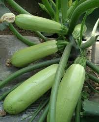 Learn a unique way to get rid of squash bugs organically, without needing to use any sprays. Will Too Much Water Cause Zucchini Leaves To Turn Yellow Miss Chen Garden Manage Gfinger Is The Best Garden Manage App