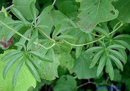 Image result for Ipomoea heterotricha
