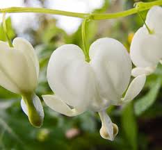 Image result for Dicentra spectabilis alba