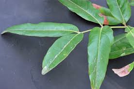 Image result for Stadmannia oppositifolia