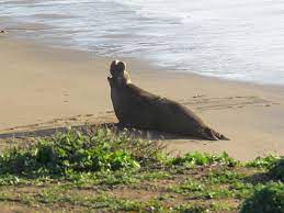 Piedras Blancas Elephant Seal Rookery