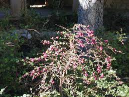 Maybe you would like to learn more about one of these? Symphoricarpos Orbiculatus Coralberry Npin