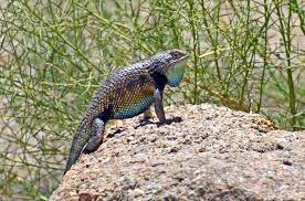 What Lizards With Blue Bellies 13 Species With Photos