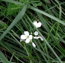Image result for Cardamine