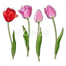 Hand Drawn Set Of Side View Red Pink Tulip Flower Stock Illustration Ad Side View Set Hand Tulips Art Tulips Flowers Tulip Painting