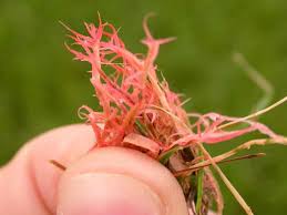Red Thread Green Man Lawn Care