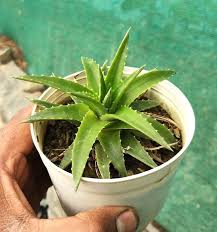 Image result for Aloe bukobana