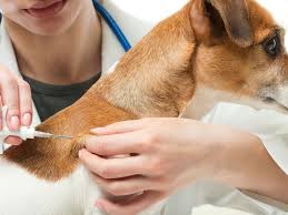We provide caring and respectful cremation services for your beloved pet. Chipping Away To Keep Pets Safe Douglas Shire Council