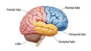 Image result for Parietal Lobe