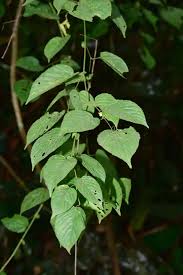 Image result for Gouania