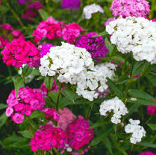 After all danger of frost, sow tall double mixed colors sweet william seeds in open ground. Sweet William Sowing Planting And Advice On Caring For It