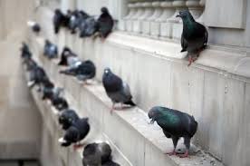 These devices claim to somehow alter the electromagnetic output of common house wiring to turn your whole house into a giant pest repeller. Controlling Birds On Your Property Pestrol Australia