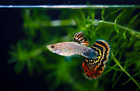 9 Best Aquarium Fish for Relaxation