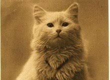 The British Longhair Cat — BELLE AYR CATS