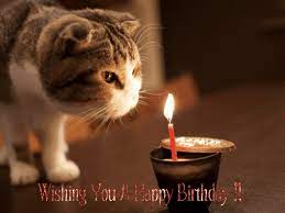 Https Www Google Com Blank Html Happy Birthday Cat Cat Celebrating Birthday Cake For Cat That`s why animated images like a happy birthday gif may. happy birthday cat