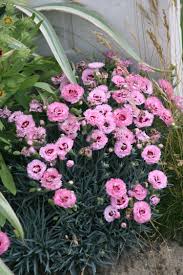 Cheddar pink 'tiny rubies', cliff pink 'tiny rubies', clove pink 'tiny rubies', mountain pink 'tiny rubies', sweet pink 'tiny rubies', dianthus 'tiny rubies'. A Little Information On Dianthus Behnke Nurseries Gardening Blog