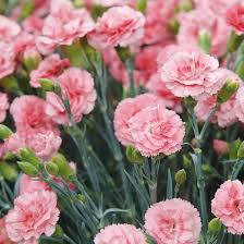 Die Bunte Vielfalt Der Gartennelke Lidl Blumen Blumen Sommerblumen
