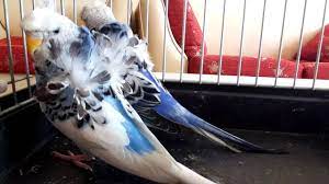 japones cift muhabbet kusu 2 youtube