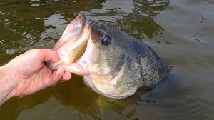 The purchase supports angler education, fish stocking and habitat restoration. Your Friday Faves Houston S Top 10 Fishing Holes Abc13 Houston