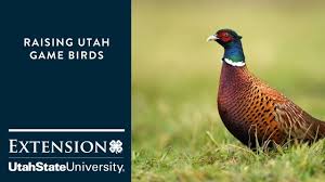 In quest of the ringneck. Raising Utah Game Birds Youtube