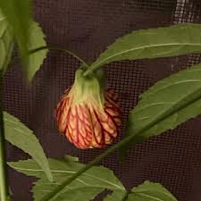 Image result for Abutilon sonneratianum