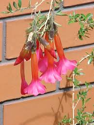 Image result for Cantua