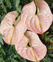 Rare Flower Anthurium Seeds Balcony Potted Plant Anthurium Flower Seeds For Diy Home Garden Easy To Grow 100 Pcs Anthurium Plant Anthurium Flower Rare Flowers